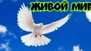 Голуби из южного Урала