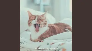 Gatti Lussuoso (Ambiente)