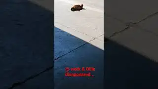 🌞 Ollie