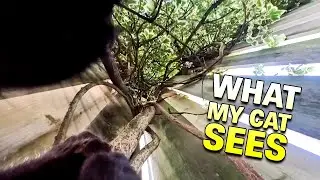 First Person View of my Cat!