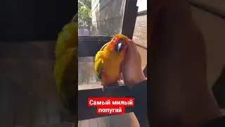 Самый милый попугай