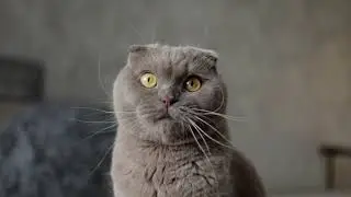 Scenery Compilation No Copyright, Royalty Free, Animal Motion Video for Editing Nature Stock Footage