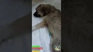 Опять ездили на стерилизацию