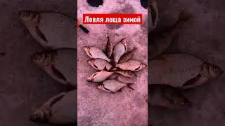 Ловля леща зимой в палатке