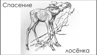 Спасённый в Бирском районе лосенок будет жить на новом месте в Чишминском районе
