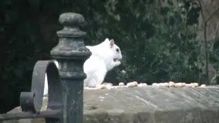 White squirrel NW UK.