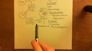 Chronic Inflammation - Angiogenesis Part 6
