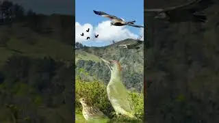 💚 SHORT. DESCUBRE LA ESCENOGRAFÍA DE NATURALEZA.🎧 FOTOGRAFÍA Y SONIDO. #birds #sonidosdelanaturaleza