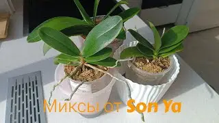 Подростки орхидей из Азии растут! 🌿