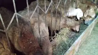 Эн тазза арашан койлору бишкек баалары канча?