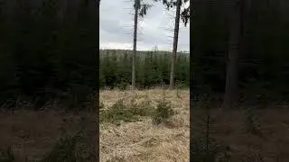 #охота #hunting #лес #forest #загоннаяохота #охотанакабана #природа #охотассобакой