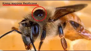 КАК ЛЕЧИТЬ ПЧЁЛ  Апиваром 3,3% -Амитразом!!!  часть 2