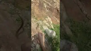 Catching Huge size Eel with worm in Freshwater with Rocks, Unbelievable size Eel fishing. Baam fish