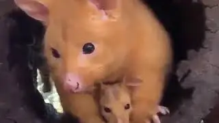 сумчатые
