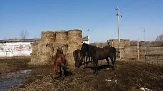 Жеребец в табун к молодым кобылкам// день 2