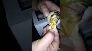 Вывод мускусных утят  / как помочь утятам вылупится