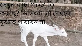 How to Chilren cow