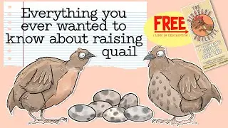 Everything You Ever Wanted to Know About Raising Quail -  Live Class!