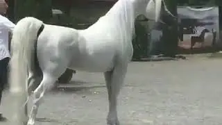 AL Raheeb & AL Ayal & AL Lahab Three champions out of the same Arabian mare.