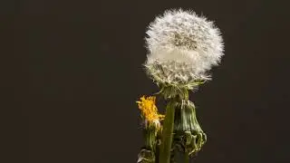 Blooming flowers Timelapse @timelapse