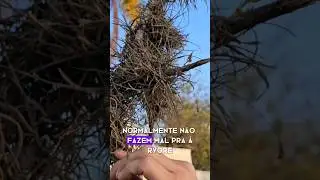 As Tillandsias em excesso. #plantas #tillandsias #airplants #bromeliaceae #bromelias