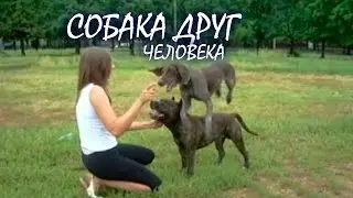 Собака друг человека.