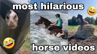 MOST HILARIOUS HORSE VIDEO'S 2023 🤣