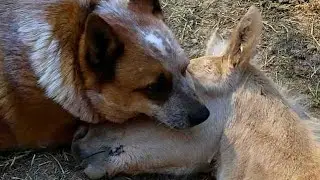 An old dog walked up to a dying foal and did something that will make you cry!