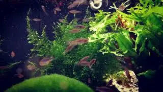 Razbora barmská - Danio erythromicron - www.shrimp.sk