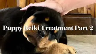 Puppy Reiki Treatment Part 2 #reiki