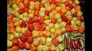 Маринованный болгарский перец.