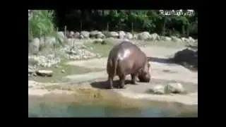Бегемот