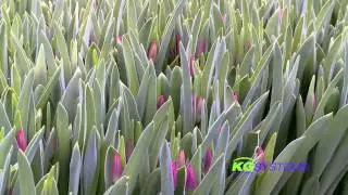 Zwettulips B.V.
