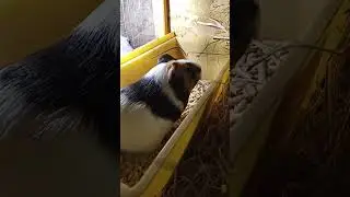 poured hay for the guinea pig