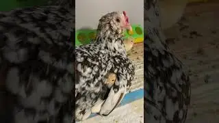 СВОЁ СОКРОВИЩЕ🐥🐓🐥АЛТАЙСКАЯ БЕНТАМКА