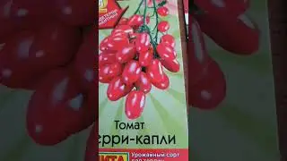 Обзор томатов черри, которые планирую посадить в этом дачном сезоне 🍅 #томаты