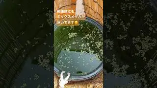 メダカ水槽209 水換えとレイアウトを変えてみました　#shorts #メダカ #aquarium #fish