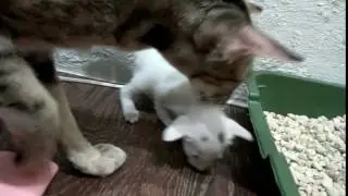 Первые шаги)