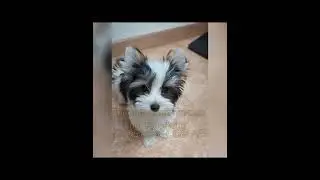 Бивер девочка