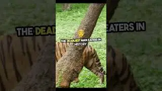 The MOST dangerous tiger in history -The Champawat Man-Eater MOST Interesting #factshorts#facts