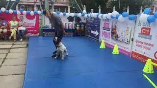 Happy Dogs Day в Догги 24 июня 2018