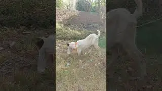 #shorts | #shortsfeed | #shortvideo | Qurbani Kay Janwar | Beautiful Qurbani Janwar