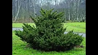 #Тис2 #Taxus2 #Хвойные растения38 #Conifers38 Декоративные растения