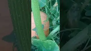 тыква со вкусом дыни 💓, вкуснятина.