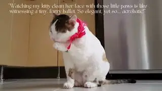 My Kitty in the morning