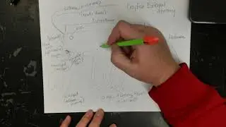 Crayfish External Anatomy