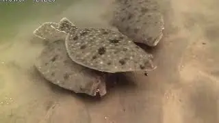 Underwater Flounder/Fluke Fishing Behavior!
