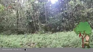 Friends of Rio - Amazon Rainforest Camera Traps Amazonian Brown Brocket Deer / Veado Roxo June 2021
