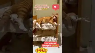 Oyen lagi gabut nih temane dihajar 