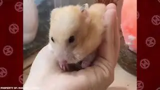 Если бы Это не Сняли на Камеру, Никто бы не Поверил 2
